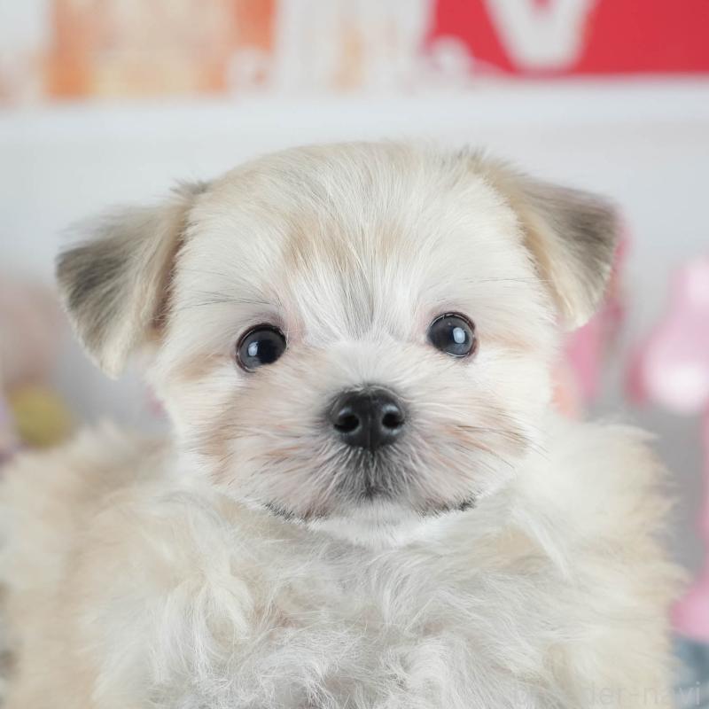 販売中の茨城県のミックス犬-410743の7枚目