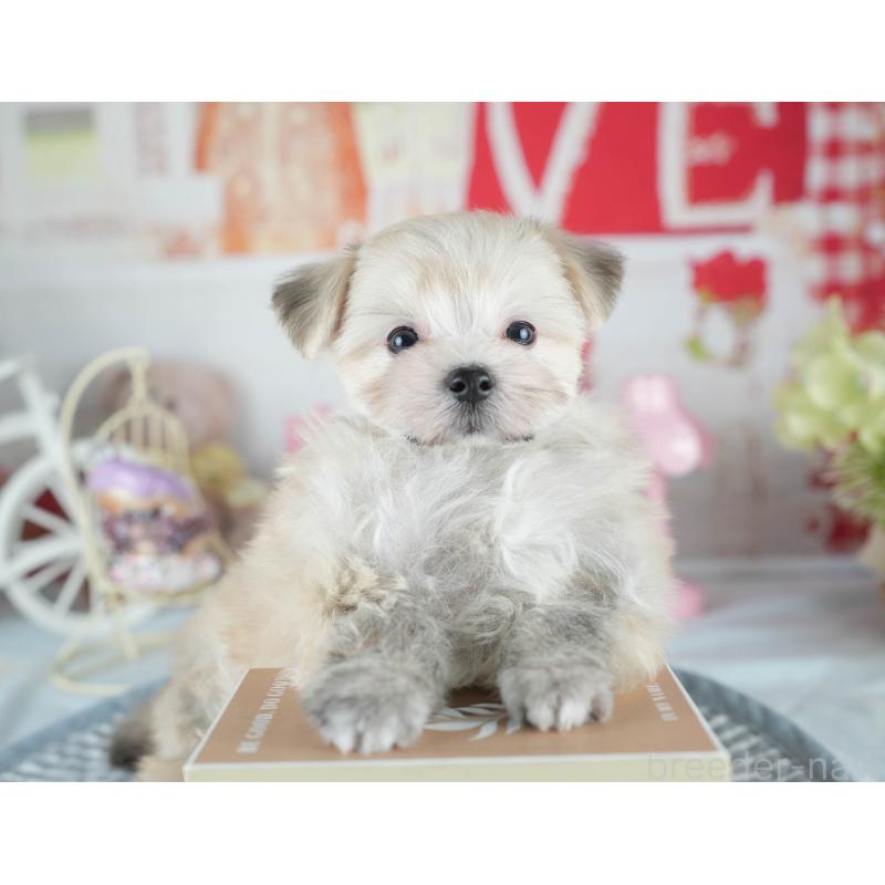 販売中の茨城県のミックス犬-410743の6枚目
