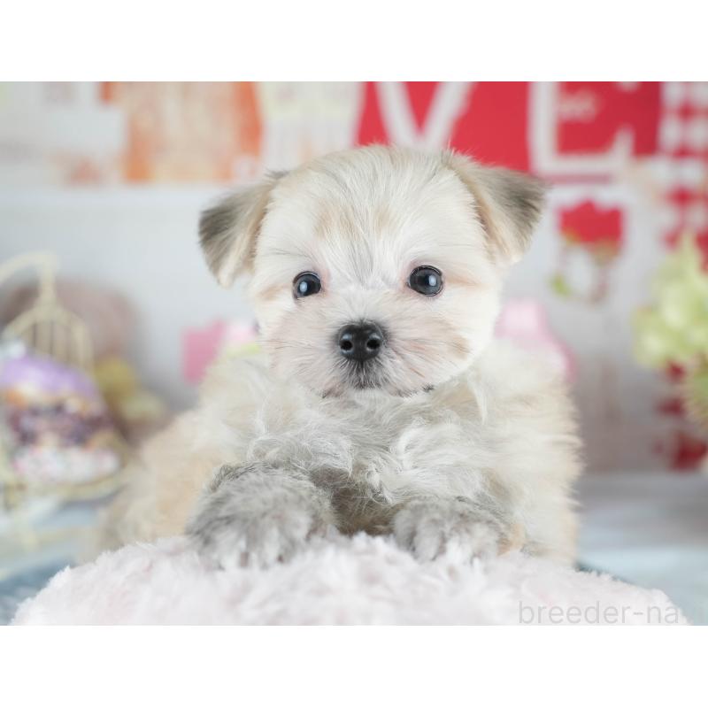 販売中の茨城県のミックス犬-410743の5枚目