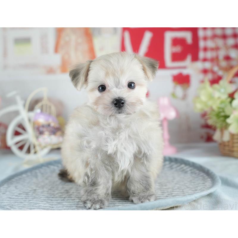 販売中の茨城県のミックス犬-410743の4枚目