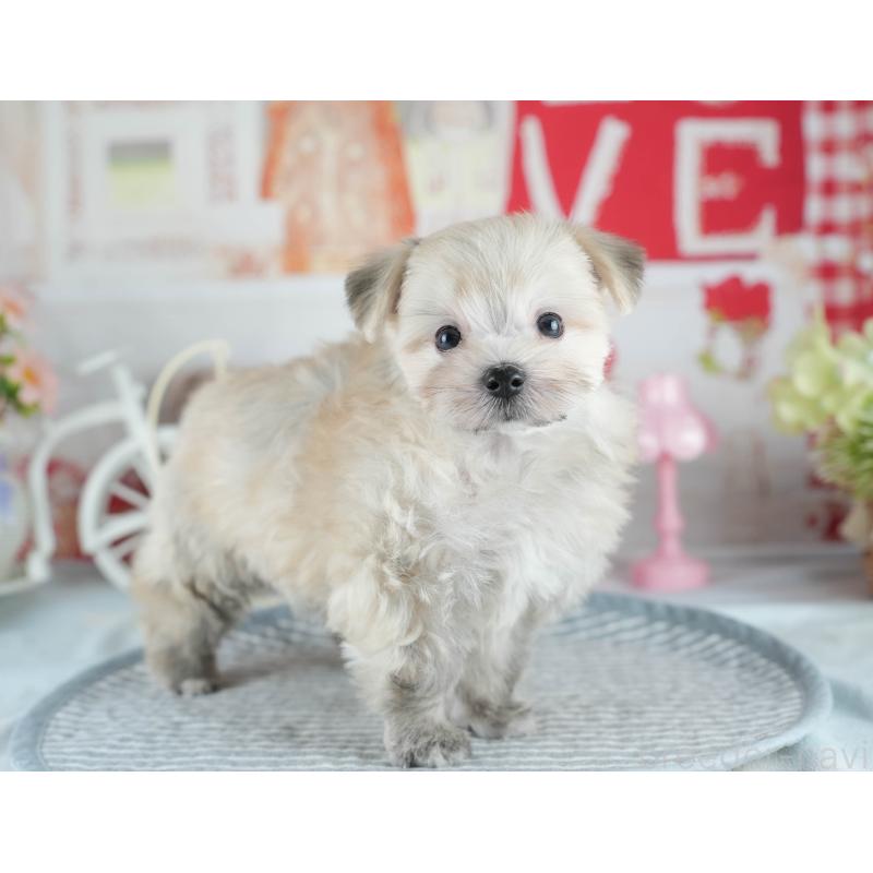 販売中の茨城県のミックス犬-410743の3枚目