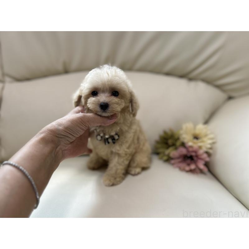 成約済の大阪府のティーカッププードル-403888の5枚目