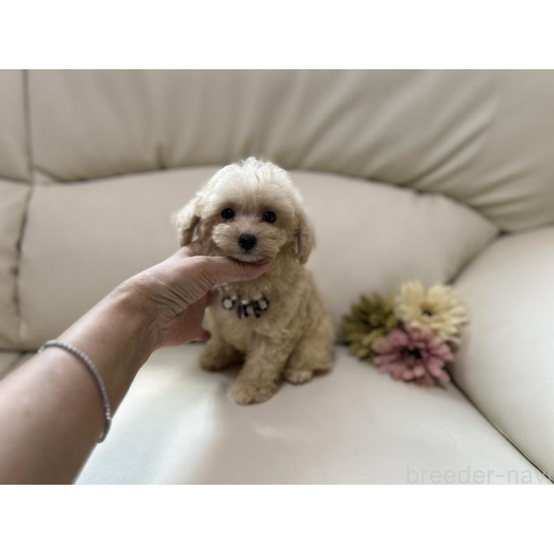 成約済の大阪府のティーカッププードル-403888の4枚目