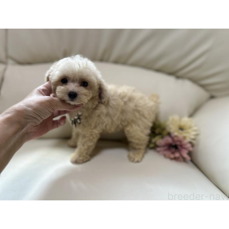 成約済の大阪府のティーカッププードル-403888の3枚目