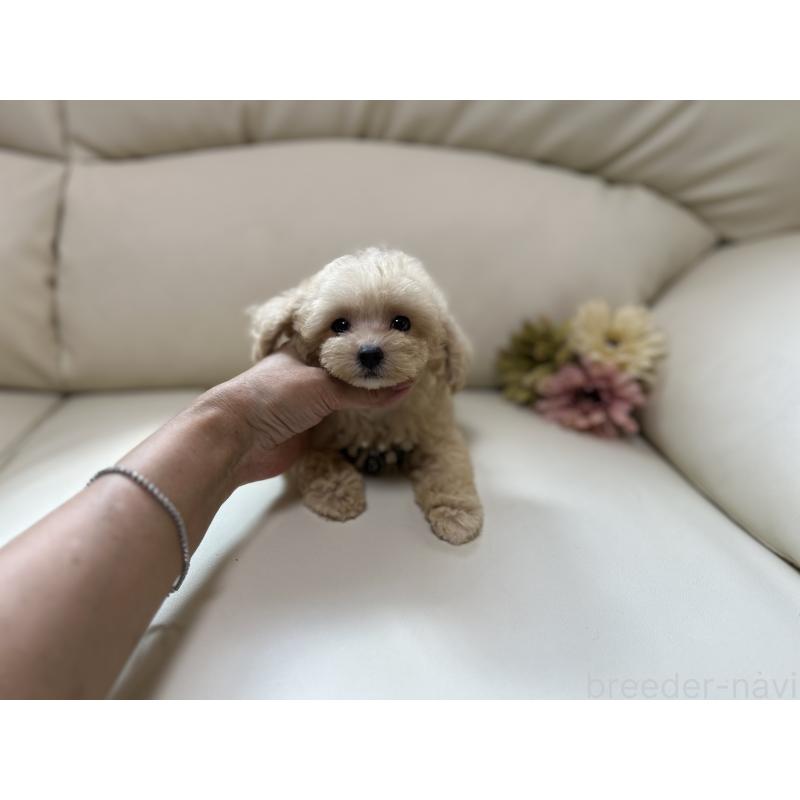 成約済の大阪府のティーカッププードル-403888の2枚目