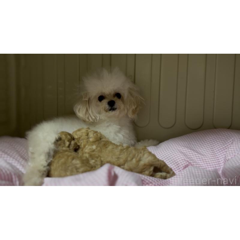かぐやちゃん1枚目