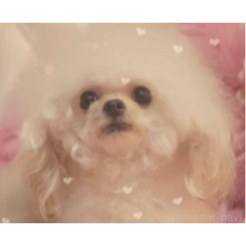 かぐやちゃん1枚目