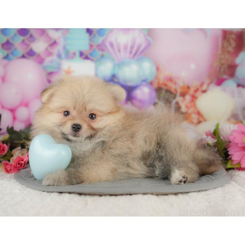 販売中の千葉県のポメラニアン-411260の6枚目