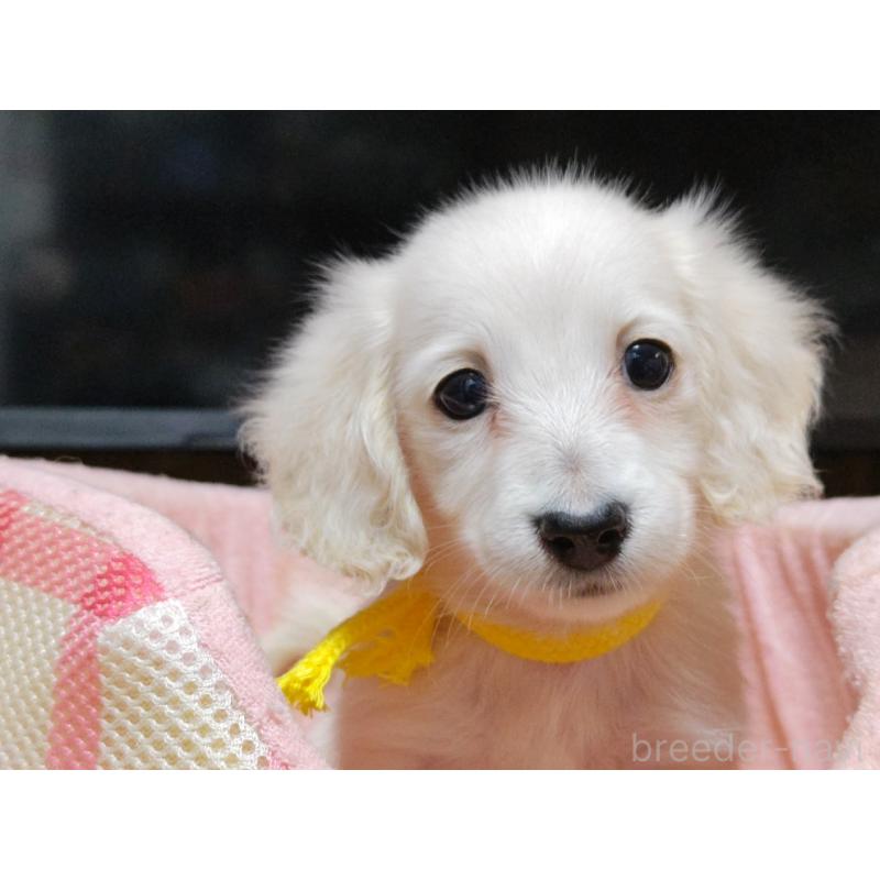 成約済の広島県のミニチュアダックスフンド(ロングヘアード)-408642の6枚目