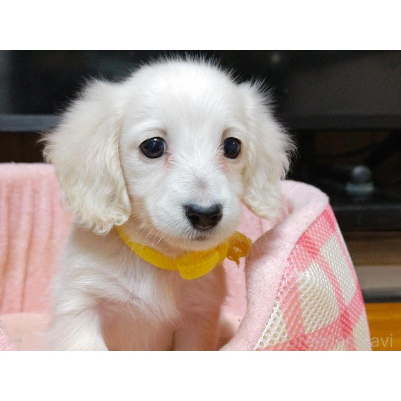 成約済の広島県のミニチュアダックスフンド(ロングヘアード)-408642の5枚目