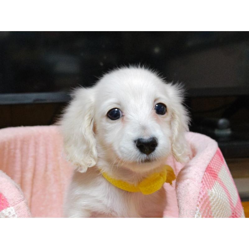 成約済の広島県のミニチュアダックスフンド(ロングヘアード)-408642の4枚目