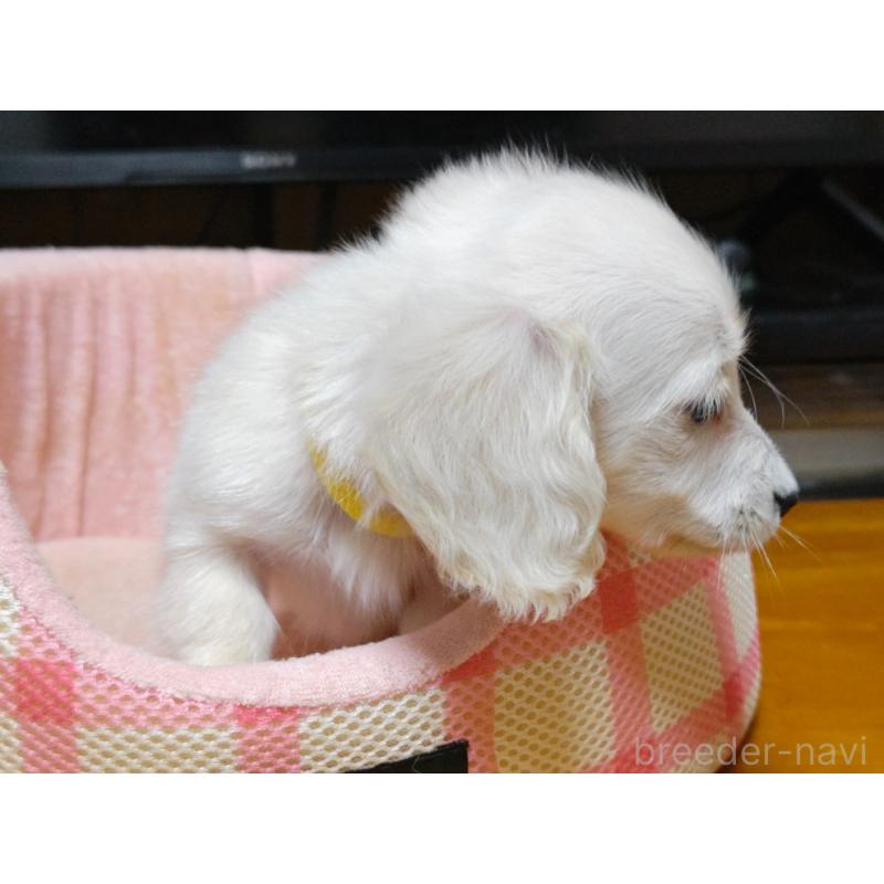 成約済の広島県のミニチュアダックスフンド(ロングヘアード)-408642の3枚目