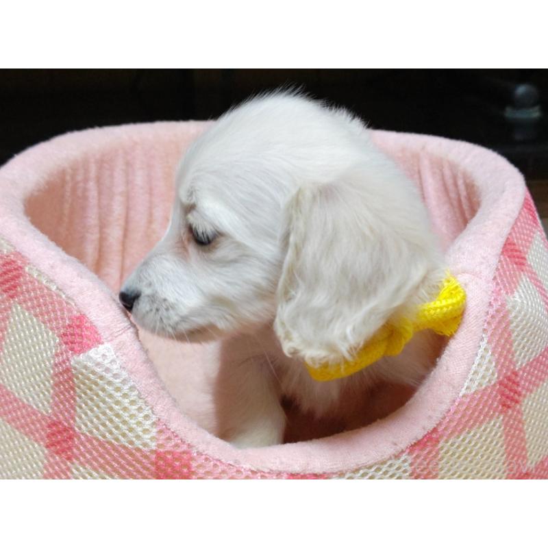 成約済の広島県のミニチュアダックスフンド(ロングヘアード)-408642の2枚目