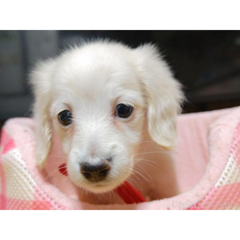 成約済の広島県のミニチュアダックスフンド(ロングヘアード)-408645の5枚目