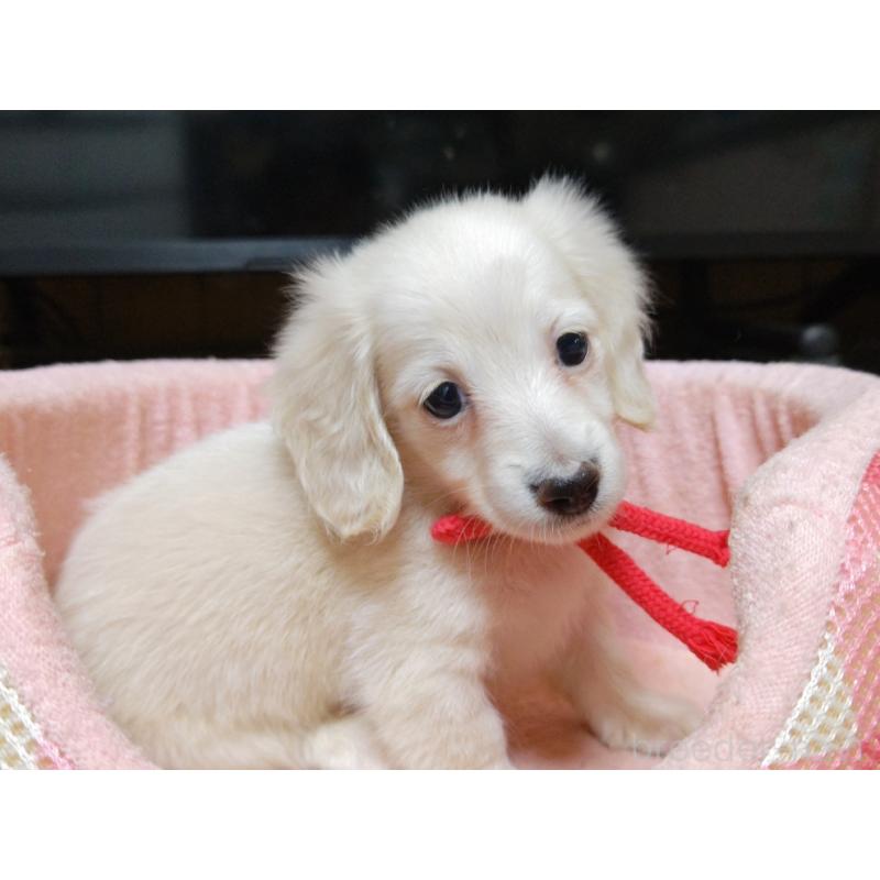 成約済の広島県のミニチュアダックスフンド(ロングヘアード)-408645の4枚目