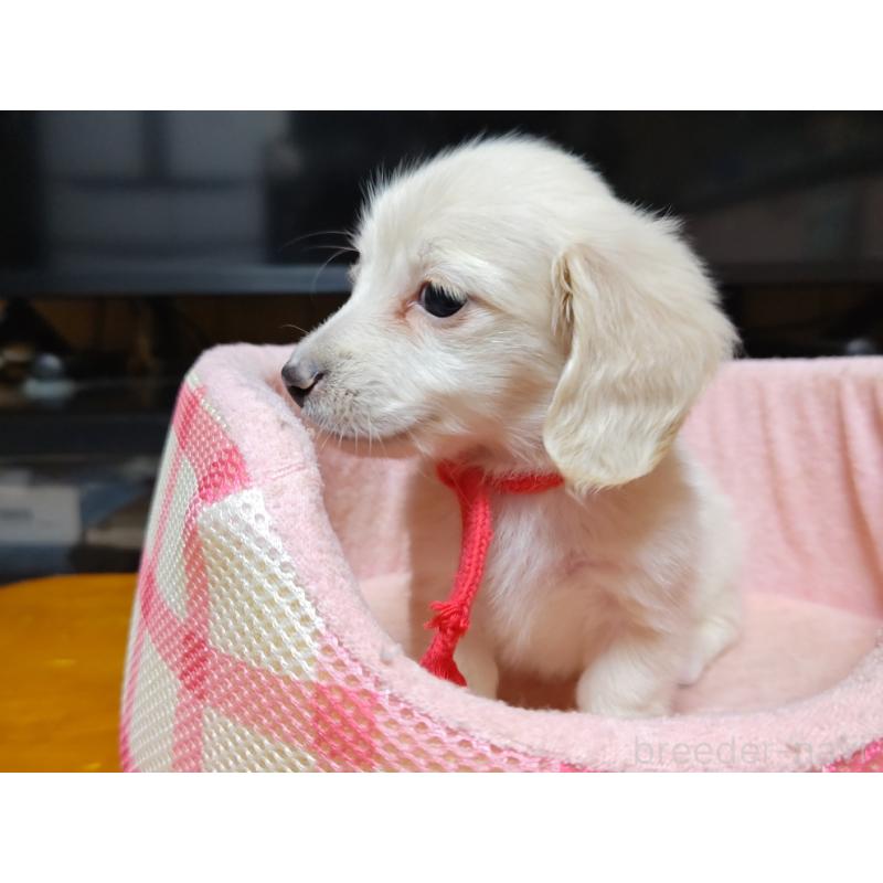 成約済の広島県のミニチュアダックスフンド(ロングヘアード)-408645の3枚目