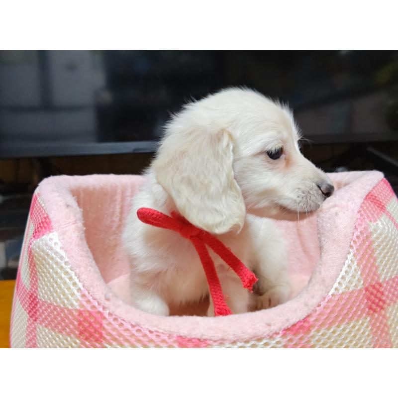 成約済の広島県のミニチュアダックスフンド(ロングヘアード)-408645の2枚目