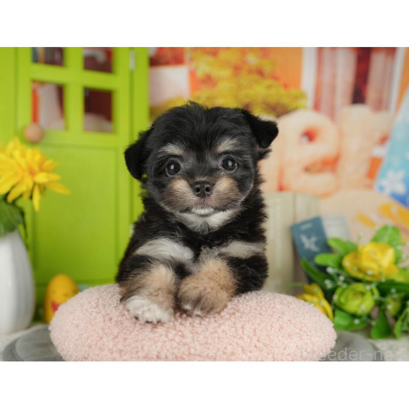 販売中の千葉県のミックス犬-411237の1枚目