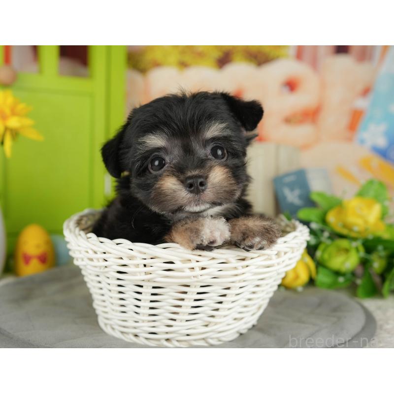 販売中の千葉県のミックス犬-411237の9枚目