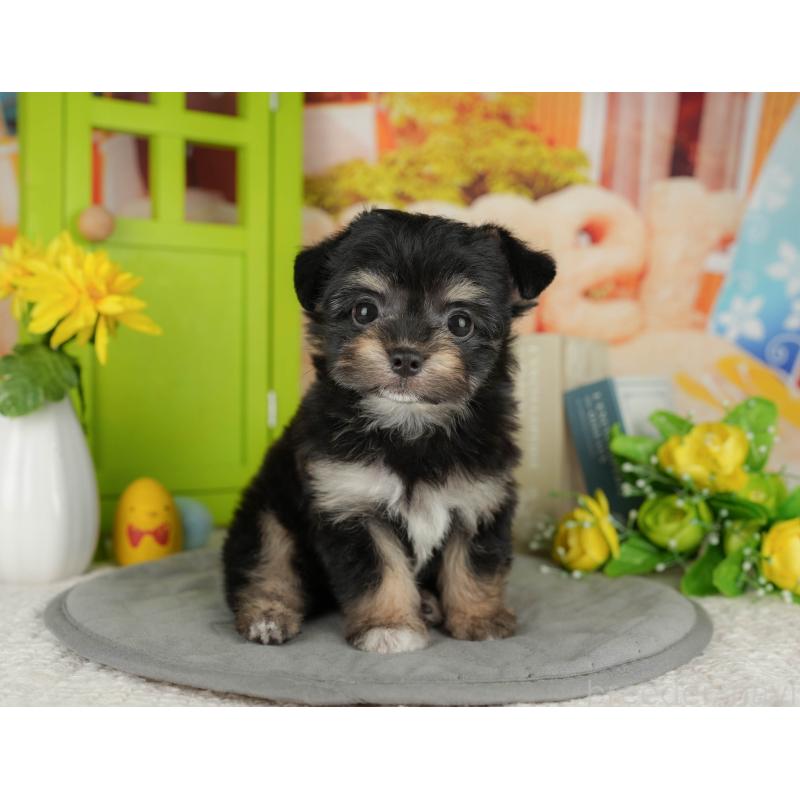 販売中の千葉県のミックス犬-411237の8枚目