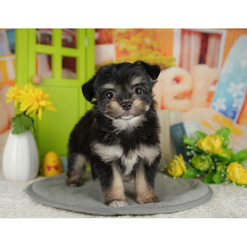 販売中の千葉県のミックス犬-411237の7枚目