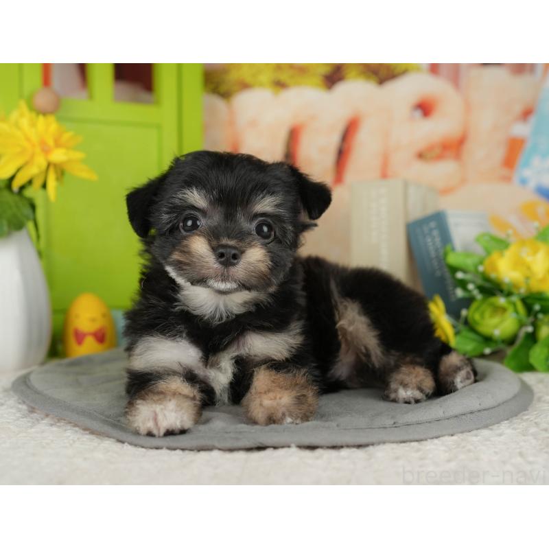 販売中の千葉県のミックス犬-411237の6枚目