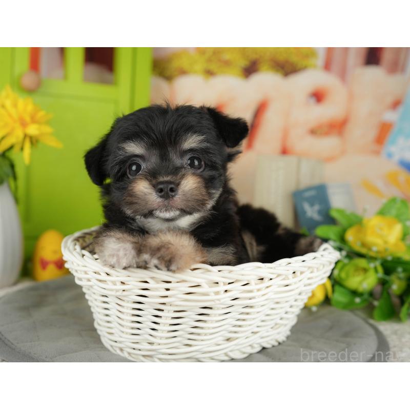 販売中の千葉県のミックス犬-411237の4枚目