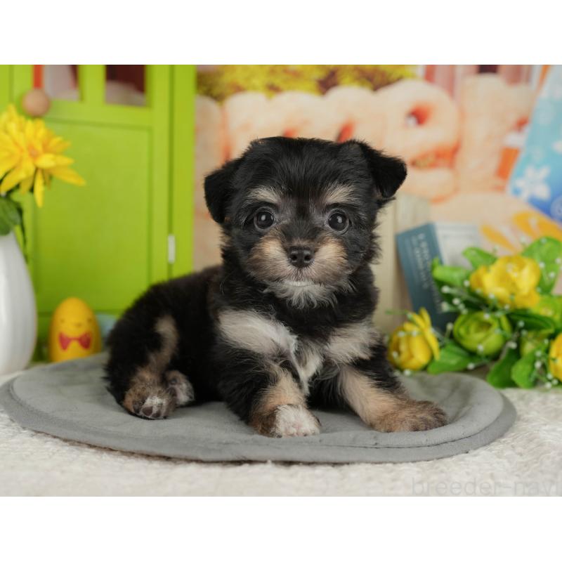 販売中の千葉県のミックス犬-411237の3枚目