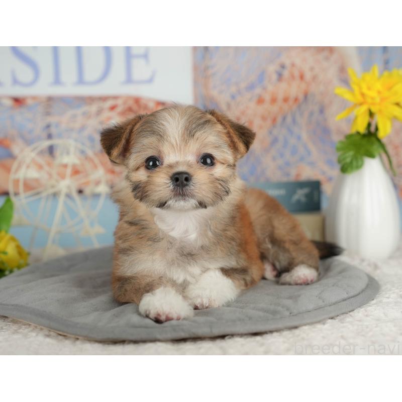 販売中の千葉県のミックス犬-411235の1枚目