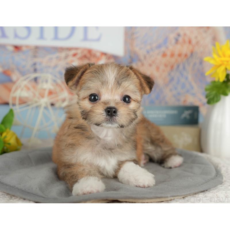 販売中の千葉県のミックス犬-411235の9枚目