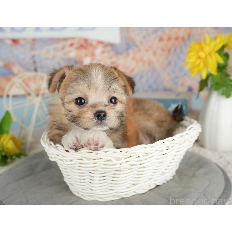 販売中の千葉県のミックス犬-411235の8枚目