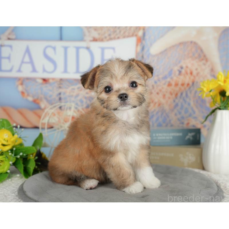 販売中の千葉県のミックス犬-411235の6枚目
