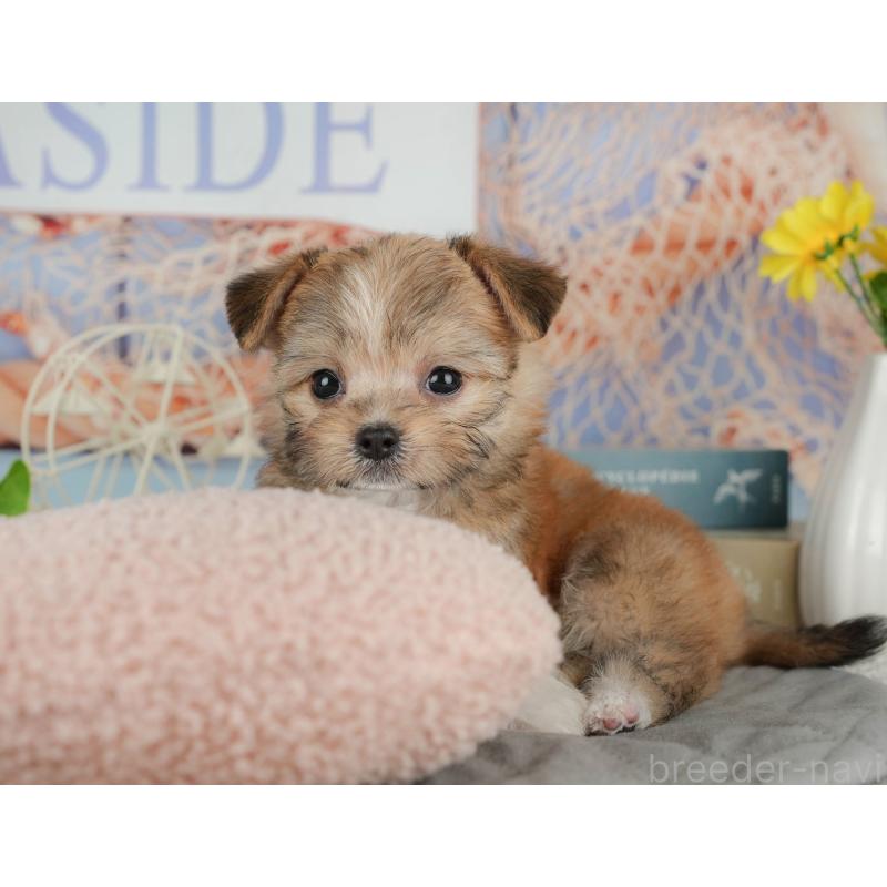 販売中の千葉県のミックス犬-411235の5枚目