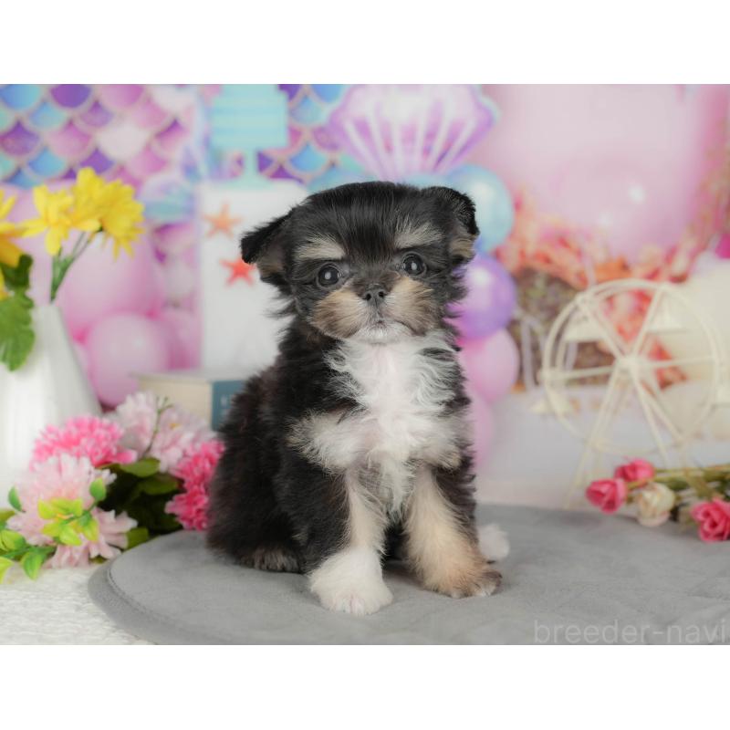 販売中の千葉県のミックス犬-411233の1枚目