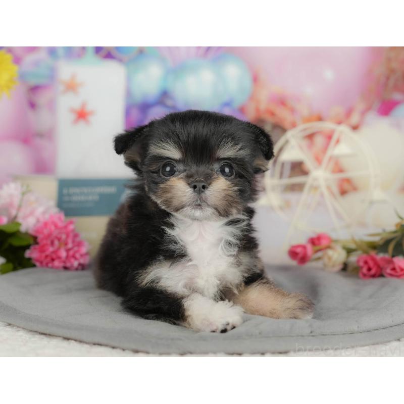 販売中の千葉県のミックス犬-411233の8枚目