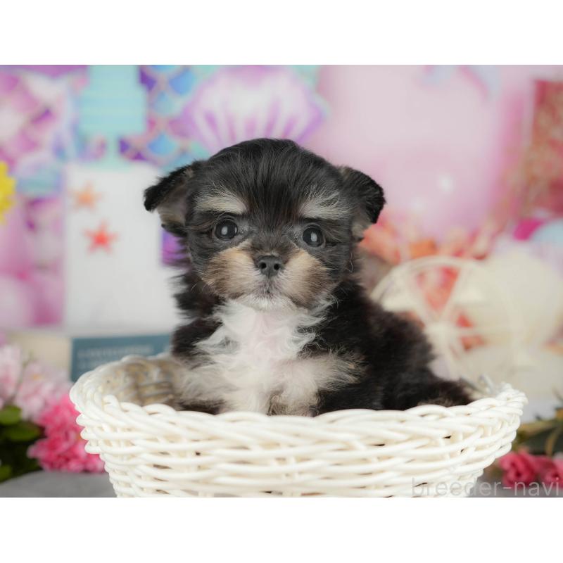 販売中の千葉県のミックス犬-411233の7枚目