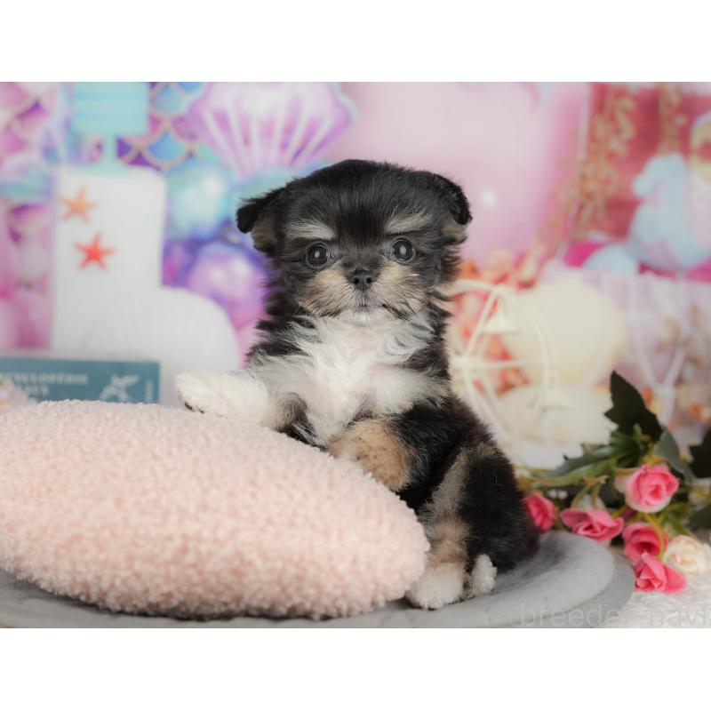 販売中の千葉県のミックス犬-411233の5枚目