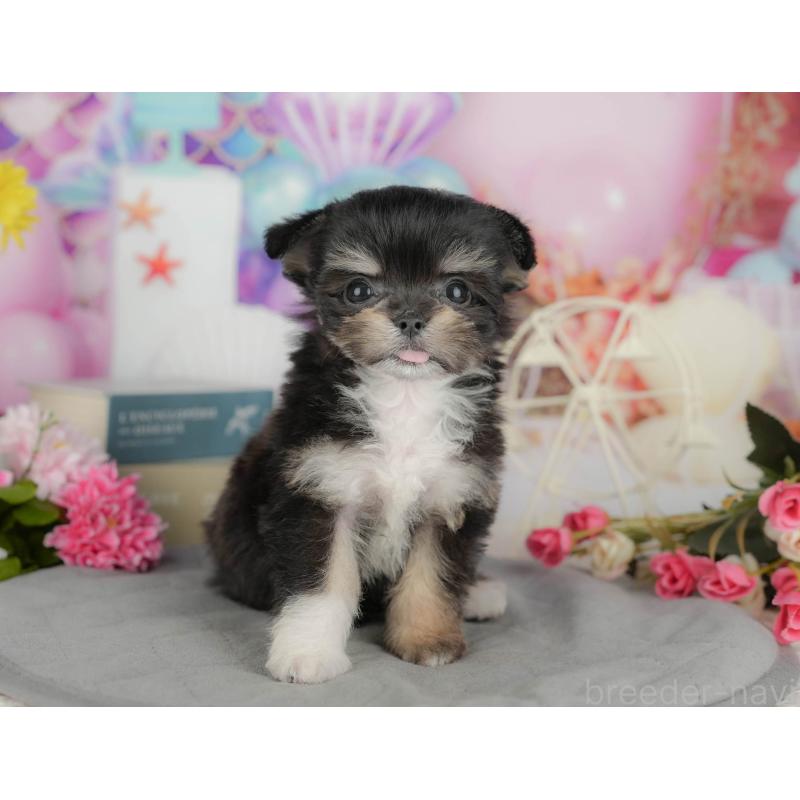 販売中の千葉県のミックス犬-411233の3枚目