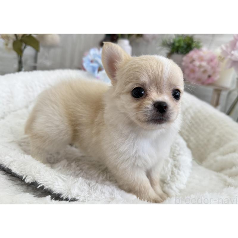 成約済の京都府のチワワ(ロングコート)-409009の1枚目