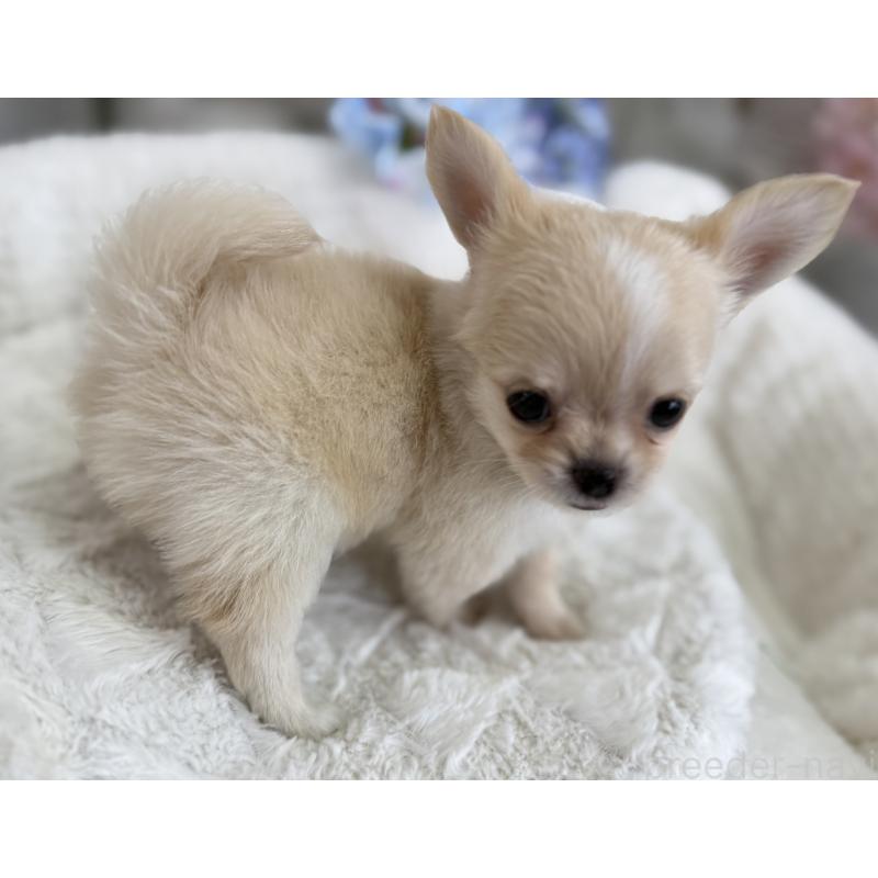 成約済の京都府のチワワ(ロングコート)-409009の7枚目