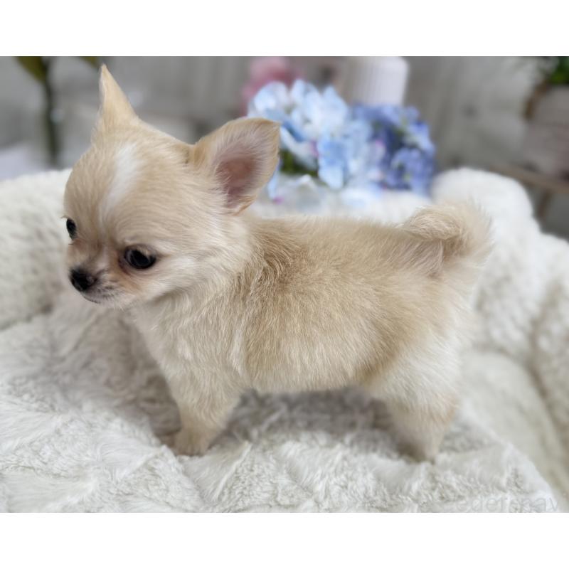 成約済の京都府のチワワ(ロングコート)-409009の6枚目