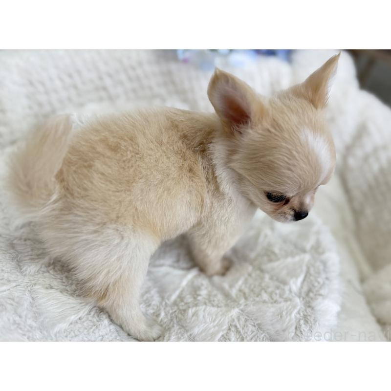 成約済の京都府のチワワ(ロングコート)-409009の5枚目