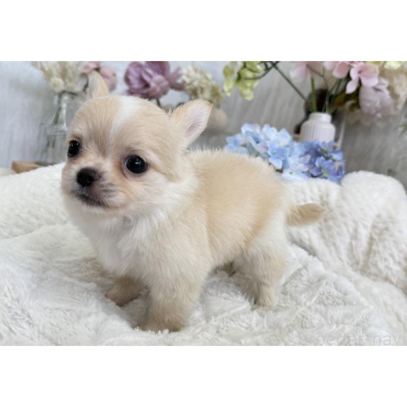 成約済の京都府のチワワ(ロングコート)-409009の4枚目