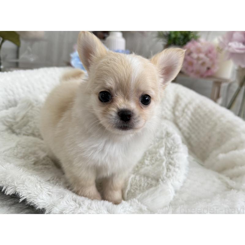 成約済の京都府のチワワ(ロングコート)-409009の3枚目