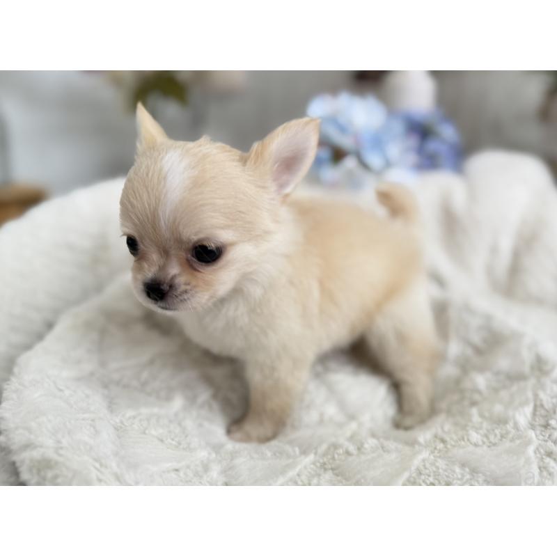 成約済の京都府のチワワ(ロングコート)-409009の2枚目