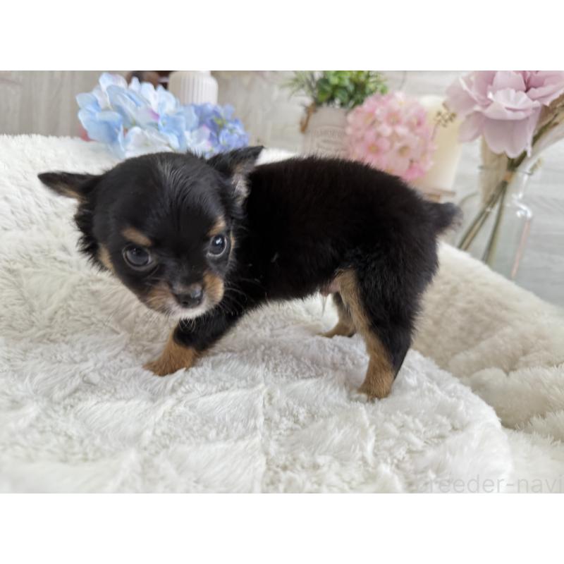 成約済の京都府のチワワ(ロングコート)-409013の6枚目