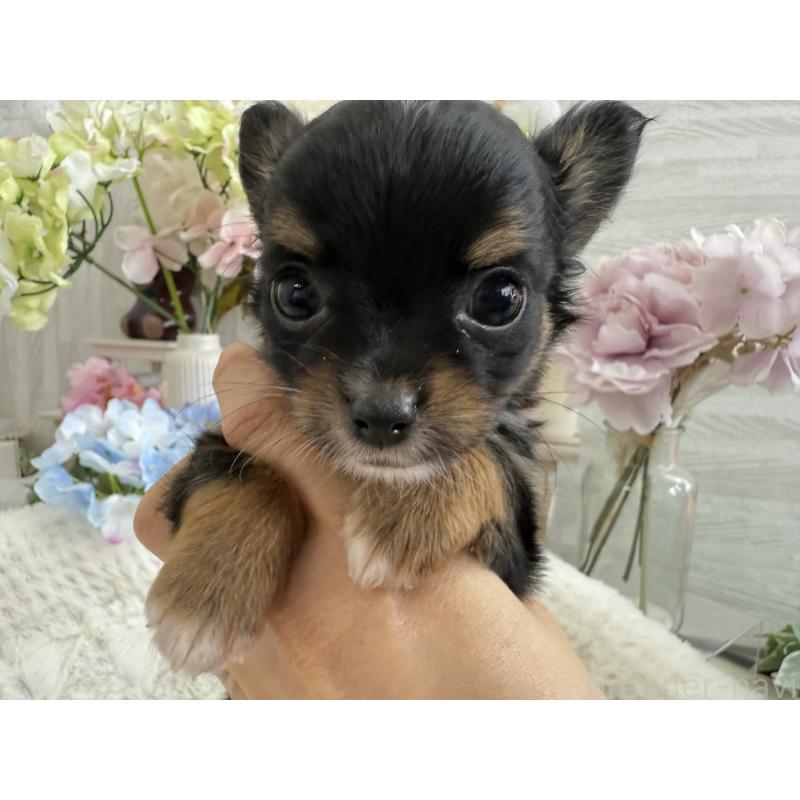 成約済の京都府のチワワ(ロングコート)-409013の5枚目