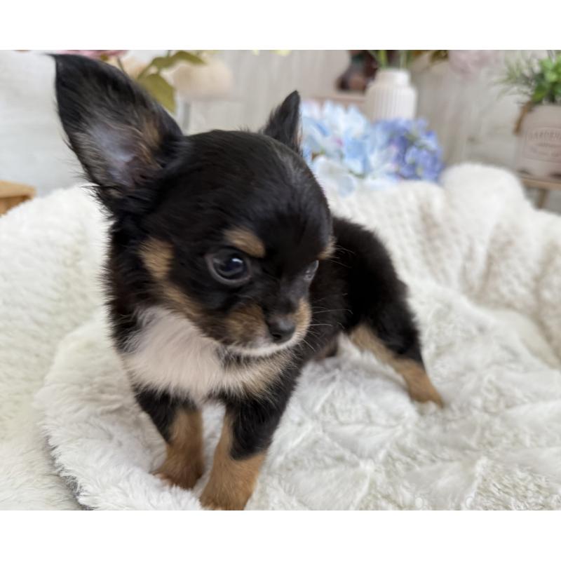 成約済の京都府のチワワ(ロングコート)-409013の4枚目