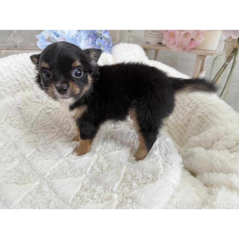 成約済の京都府のチワワ(ロングコート)-409013の3枚目