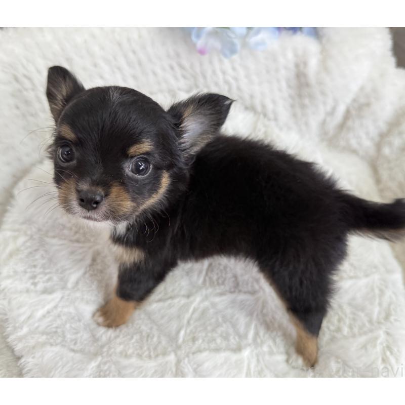 成約済の京都府のチワワ(ロングコート)-409013の2枚目